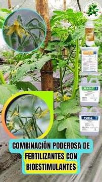 Powerful combination of fertilizers with biostimulation #vegetables #tomato