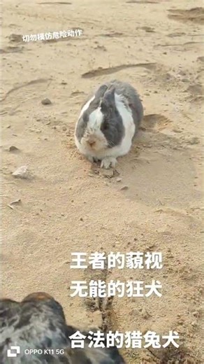 Top-tier Rabbit Hunting Dogs Unleashed - Douyin's Creator Revenue Sharing RabbitHunting Do