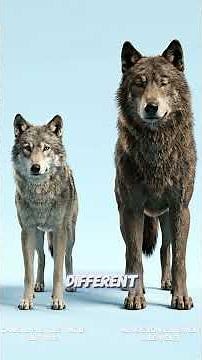 “Scientists Edited a Wolf’s DNA… What Appeared Wasn’t Normal”