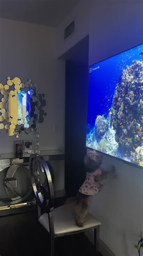 Elena Gsl (@chinae11)’s videos with sonido original - Elena Gsl