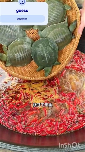 Turtle & Frog Feast! 🐢🔥 (Sabse jyada click hone wala)