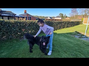 Border collie/chow-chow play time nice sunny sunshine 🌞
