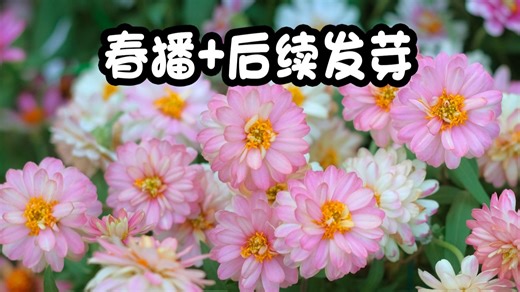 2025.04.21.春播 发芽后续-字幕版