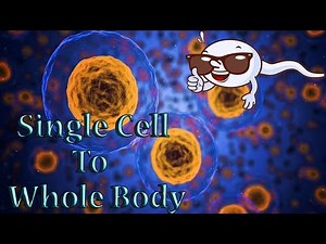 How Does a Single Cell Become a Whole Body? Human Cell Development System