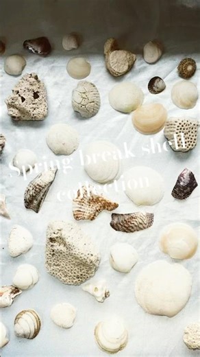 !!Spring break shell collection!! #shell #springbreak #trending