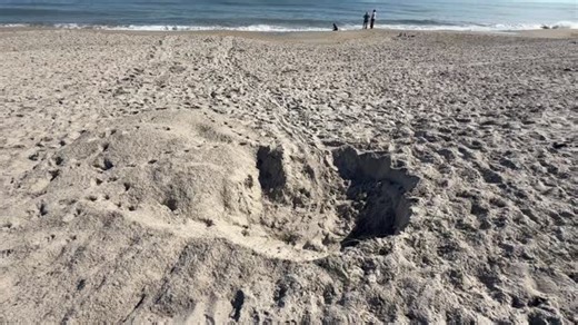 Joel B Cohen on Instagram: "Wowsa! A green sea turtle nested in Indialantic last night! Is that late? Yeah that’s pretty late! When will hatchlings emerge? Well if all goes well, approximately 55-70 days later, which is late January or potentially late February. Should I keep my lights off even though the turtle lighting law ended on October 31st? Well if you care about sea turtles, birds, and the natural world in general, then you should try and keep all artificial light off or to a minimum all