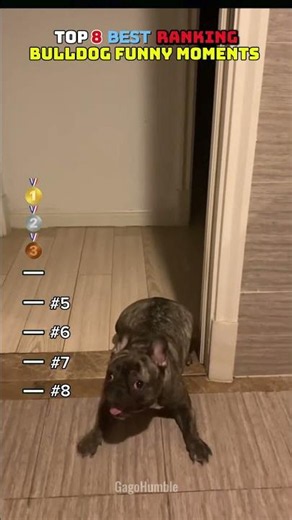 😂Top 8 best ranking Bulldog funny moments! #shorts