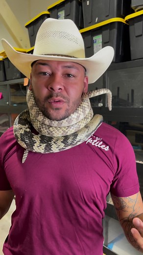 COBRA or PYTHON? 🐍🤔 #snakes #reptiles #animals #nature #reelsinstagram | Nick The Wrangler