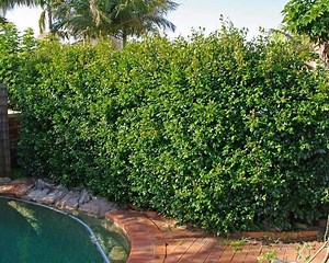 Syzygium australe - Alchetron, The Free Social Encyclopedia