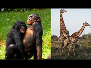 Extreme mating in nature the most brutal side of animals
