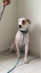 29K views · 303 reactions | VIDEO COMPLETO Conoce a Jagger un perro que viene a Hospedarse con nosotros y presenta algunos problemas de comportamiento con las personas. Recuerda siempre mantener la calma y respirar para mantener una buena energía. | DogAmigos Centro de Psicología Canina | Facebook