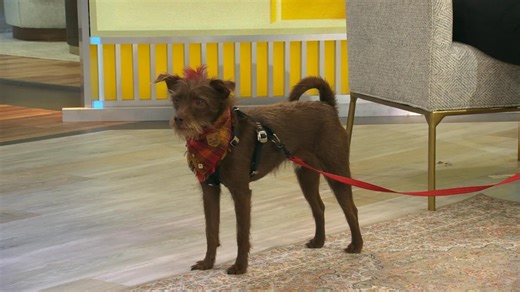 Dog saved during Hurricane Florence wins People's cutest rescue dog contest