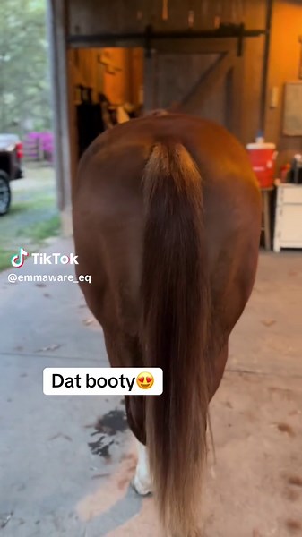 He’s got a dumpy #fyp #horseriding #lovehorses #big #QH #cinamatic