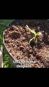 como plantar jengibre comprado en el supermercado #fblifestyle | Cosas del Jardin