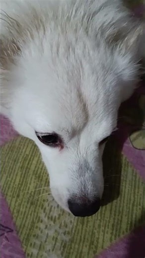 Gopal sona ♥️ youtube video