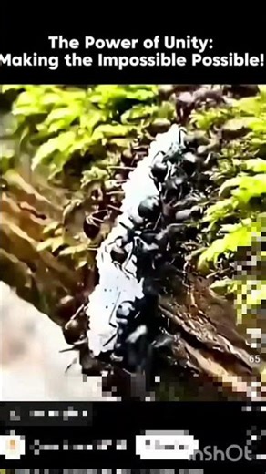 the power of unity,making the impossible possible. #trending #viral #celebrity #entertainment