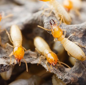 Termite Control