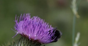 Video by David Roberts on Pexels