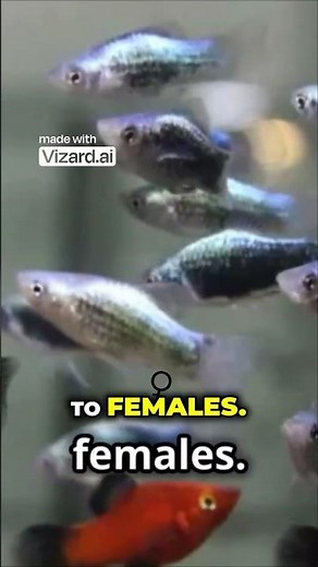 Male vs Female Platy Fish 🤯 Spot the Difference in SECONDS
