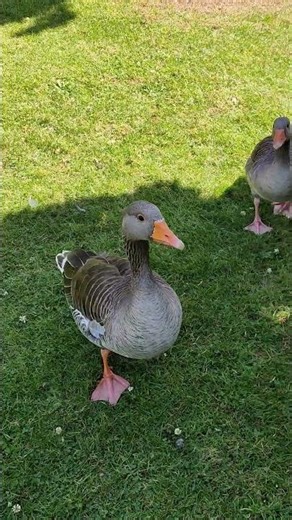 Adorable Grey Bird on Grass | Wildlife Nature Short