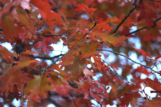 Watch out for invasive species, diseases while winterizing • Iowa Capital Dispatch