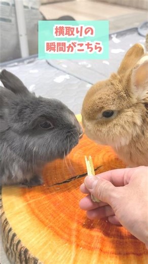 一瞬の隙に全てを奪っていくウサギがプロすぎた。 #rabbit #うさぎのいる暮らし #うさぎ #bunny #ウサギ #ネザーランドドワーフ #cuteanimals
