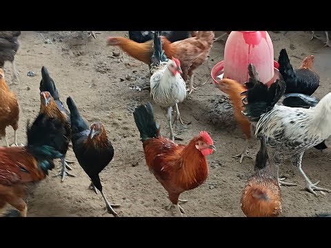 MKVK FARM HOUSE is live desi murgi palan