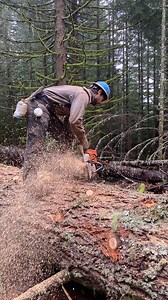 95K views · 3.3K reactions | Bucking a large fir. I’ve gotten quite a few requests for a closer look, so here ya go! | Timber Falling Couple | Facebook