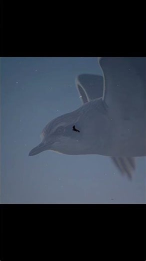 This Bird Sleeps While Flying 😱