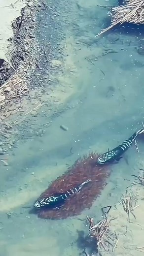 Father fish and mother fish protect their offspring♥️🦈♥️🐟♥️ | Beautiful flowers