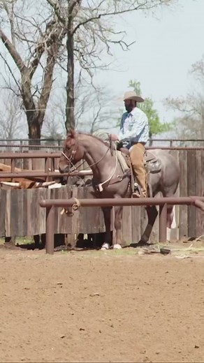 781K views · 8K reactions | Dakota Kirchenschlager and Test My Metal just won the Royal Crown Roping Futurity in Buckeye, but the road to get there took a LOT of Kirchenschlager’s primo patience and horsemanship. His entire series is on Roping.com, and you can catch a full session with him here: https://bit.ly/3Ii0P2z | Roping.com | Facebook