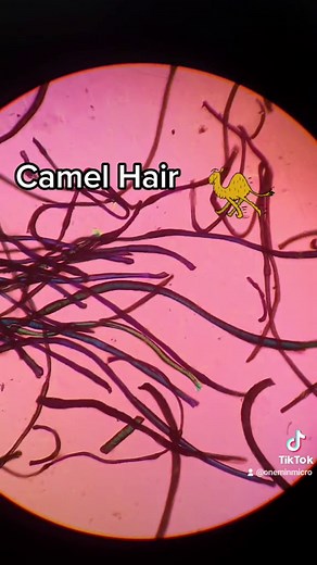Animal Hair Comparison Under Microscope