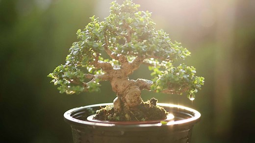 The Most Expensive Bonsai Tree Ever Sold Probably Cost More than Your House