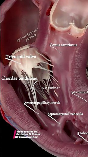Anatomy of the heart | ADVANCED 💓