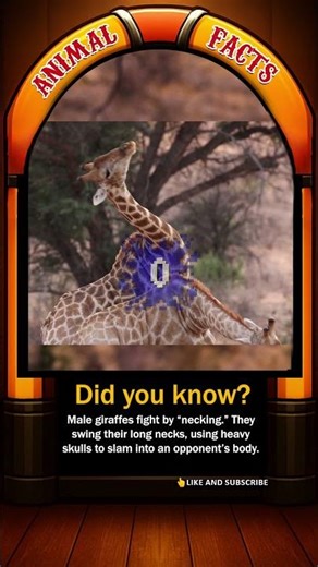 Giraffe Battles: The Art of Necking 🦒💥