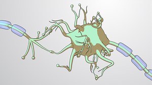 Video: Neuron Structure