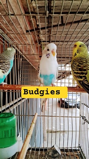 Colorful parakeets! Each one more beautiful than the next.