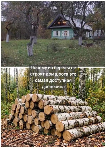 Одно из самых массовых деревьев раньше (ещё до засадки городов тополями) — берёза. Берёзовые рощи не редкость в ряде стран бывшего СССР. Растёт это дерево быстро, достигая диаметра до 60―80 см и высоты 30―40 метров, и, казалось бы, оптимально подходит для строительства домов. Однако в современном мире из берёзы ничего серьёзного не строили. Во-первых, она не особо удобна в обработке: снимать кору с неё нужно сразу, а иначе последняя привлечёт короедов, которые быстро испортят древесину. Во-вторы