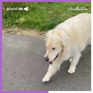 99K views · 5.2K reactions | This blind pup will melt your heart! ✨ | Try Not to Laugh | Facebook