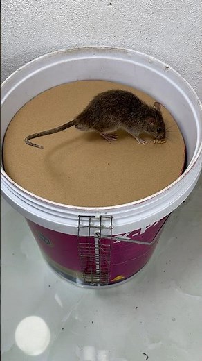 Mouse trap/Homemade mousetrap with plastic bucket and cardboard #rat