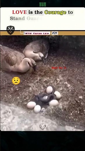 The Moment a Hero Saves a Goose Family from a Snake