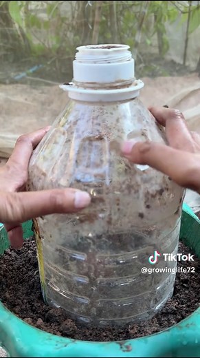 Easy Home Potato Grafting Techniques
