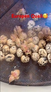 European White Giant Coturn Quail#birds #shorts