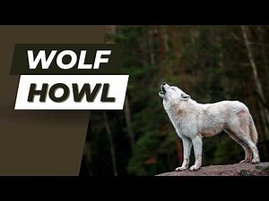 Wolf Howl Sound Effect | Lone Wolf Night Howling | Free & Royalty-Free