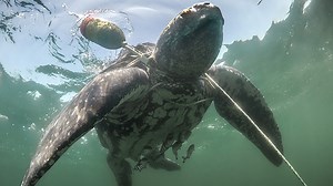 For leatherback sea turtles, reporting entanglements is key to survival