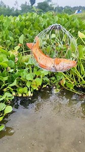 “Setting the Perfect Fish Trap in the USA Wild Waters 🐟” | Catch Fish With ET