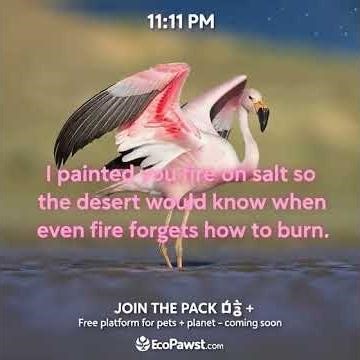 FYP FYP.The Pink Fire That Lives on Salt Just Turned Gray #fyp