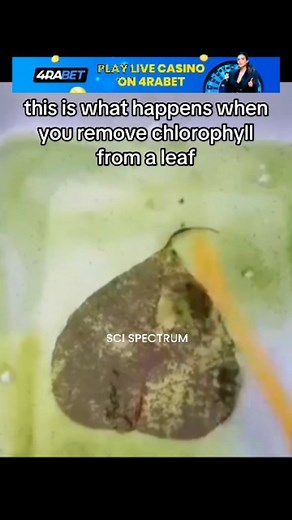 Science Spectrum | Leaf goes transparent #nature #science #biology #leafs #transparent #physics #technology #akatsukimediain | Instagram