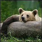 A little bit country, a little bit pathetic and lazy