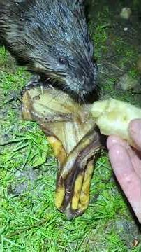 musky selecting food